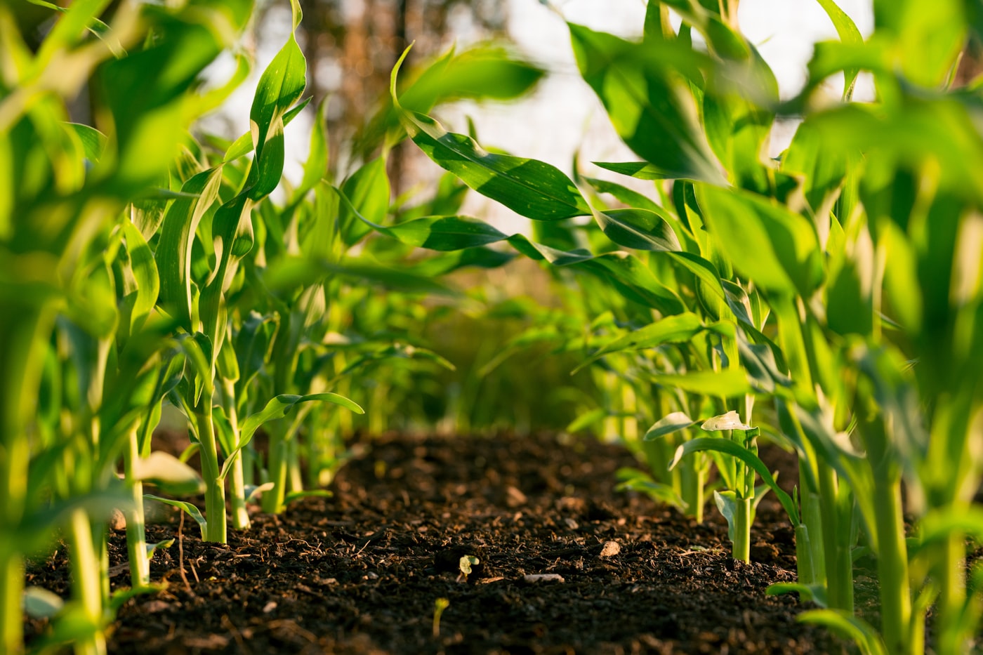Fertilizers
